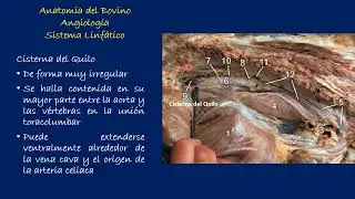 Angiología del Bovino: Sistema Linfatico