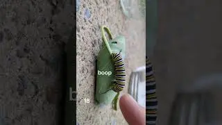 I Booped a Caterpillar Every Day for 33 Days.