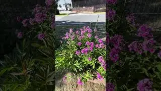 Sonntagsimpression Staudenphlox