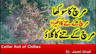 Collar Rot of Chilies/Hot pepper|| مرچ کا سُکھا||مرچ کےتنے کا اکھیڑا|| مرچ  کےتنے کا گلاؤ