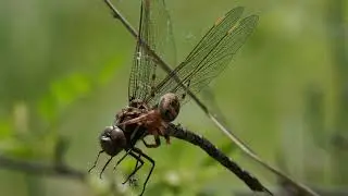 Cross Orbweaver Spider vs  Springtime Darner Dragonfly