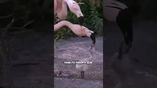 Flamingo Feed Blood To Its Baby 😲