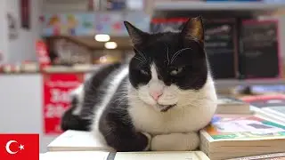 Кот из Книжного Магазина, Охраняющий Тишину