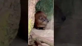 Rock Hyrax | Singapore Zoo #Singapore #Mandai