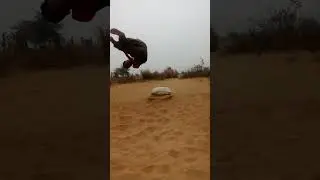 Side flip webster flip#hardworks #viralvideo #viralshorts #viralyoutubeshorts