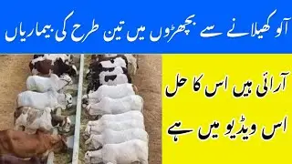 Bachro ko Alloo Kelany ka tarika#🔥