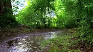 Burdened? Let the Rain Purify Your Mind! #rainsounds