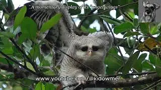 Hanging out with a Juvenile BARRED EAGLE-OWL, Malaysia