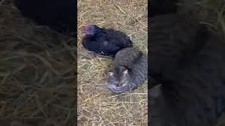 Willie and Barn Chicken taking a nap this afternoon! #chicken #cat #cute #shorts