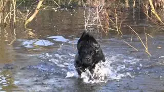 Cocker Spaniel Gundog - Whaupley Sharp Image