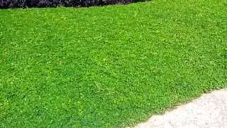 Gionee Pioneer P3 - Daylight video test