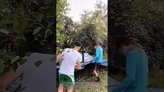 Harvesting cherries with a machine: a fruit farming task