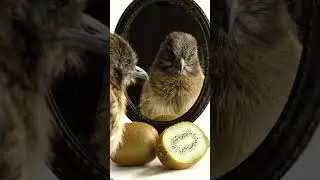 Cute Brown Kiwi Bird Sees Reflection with Kiwi Fruit 🥝