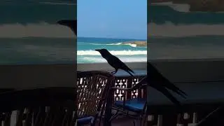 #kovalam #kovalambeach #crow #nature #naturephotography #birds #bird #beautiful #beach #beachlife