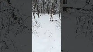 #dog #pets #dogs #hiking #husky #animals #nature #winter #snow #beautiful #scenery #happy #adventure