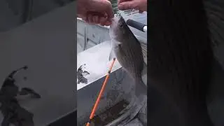 Accidental Catch (Big White Bass) #shorts #fishing #bassfishing