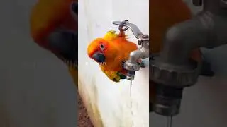 Sun conur drinking water from tap ❤️ #sunconure  #aviary  #freedomaviary #sunconourbath