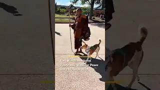 Monks walking for peace 🕊️✌️ 2,300 miles across Texas #monk #peace #peacewalk #buddha #buddhism