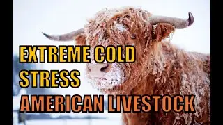 Extreme Cattle Cold Stress Coming to US Beef and Cow Calf Producers