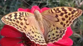 Бабочка Перламутровка Пандора (лат. Argynnis pandora) на цветах. Август 2022