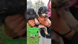 double coat German Shepherd puppies available #trending #petshub #dogbreed #germanshepheard