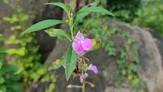 Impatiens balsamina || spotted snapweed || garden balsam