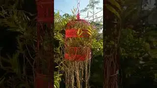 #gaiola de orqu&iacute;deas 🤩🥰🌷💮🥰#epidendrum#plants