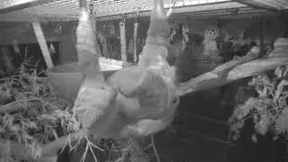 Linn&eacute;'s Two-Toed Sloth Night Cam