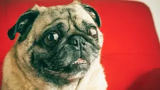 Choosing the Right Dog Breed Comparing the Pug and Beagle