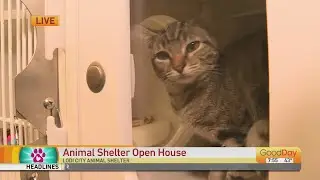 Lodi Pet Adoption Day