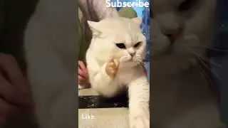 #viralvideo #shortvideo #subscribe #cat #animals #dragoncat #firecat
