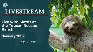Live with Sloths at the Toucan Rescue Ranch
