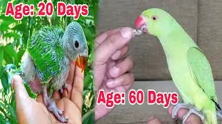 Ringneck Baby Parrot Growth Stages | Full Care And Training