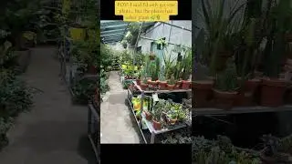 #PlantShopping #PlantHaul #Houseplants #PlantAddict #PlantLover #GreenVibes #PlantCollection