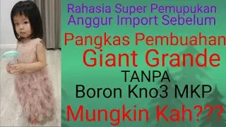 CARA PEMUPUKAN SEBELUM Pangkas Pembuahan Pembuahan Anggur Import GIANT GRANDE Part#1