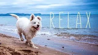 Peaceful Piano Music | Adorable Dog Running On The Beach | Peaceful Flow