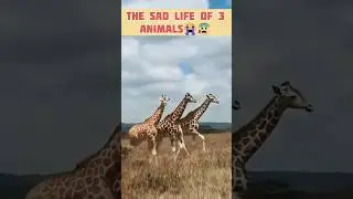 The Sad Life of 3 Animals 😭#facts #viral #trending #eyecatchy #islam