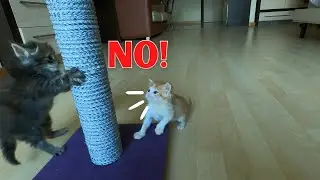 Bro kitten doesn't want his sisters to dance on a pole