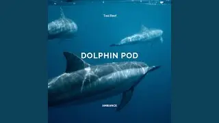 Dolphin Pod