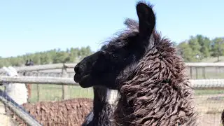 LLAMAS | COLORADO| LLAMAS MATING #llamas #matingrituals #animalsworld  #travel #animals #courtship 