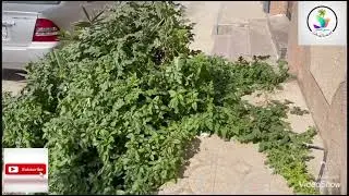 زراعة الحبحب من البذور - احسائيات #زراعة #حبحب