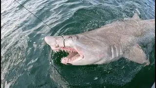 PB 10ft Sand Tiger Shark caught off Ocean City Maryland