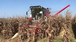 Corn harvest 2019