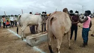 Karnataka state Chandrabanda village general category bulls race 6va kadi