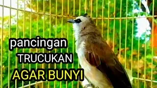 Suara burung trucukan gacor agat bunyi Pancingan ampuh trucuk betina memanggil jantan