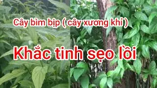 Monkey's paw plant is extremely effective in treating keloid scars.