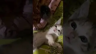 Caught you 🐟🤍🫶🏻#catmeows #animalsounds #meows #catmeows #kitten #meowmoew