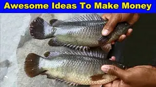 Climbing Fish Farm - Awesome Ideas To Make Money