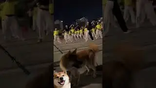Pet Happy Planet!I thought it was just twirling... turns out my dog ​​is a dancing genius!🐶🐱