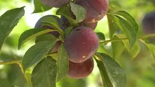 Golden Fruits Garden